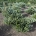Abies k. 'Silberlocke' m.kl.                    60-80