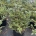 Abies k. 'Silver Show' C20                     50-60