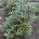 Abies k. 'Silver Show' m.kl.                    60-80
