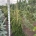 Abies nordm. 'Pendula' m.kl.                  150-175