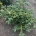 Abies numidica 'Glauca' m.kl.                    80-90