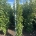 Liquidambar s. 'Combi's Upright' m.kl.                  175-200