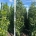 Liquidambar s. 'Combi's Upright' m.kl.                  200-250
