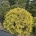Chamaecyparis p. 'Filifera Aurea' C180                 200-225  Ø