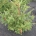 Picea a. 'Acrocona' m.kl.                  100-125