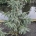 Picea engelmannii 'Glauca' m.kl.                  125-150