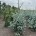 Picea engelmannii 'Glauca' m.kl.                  150-175