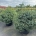 Picea omorika 'Nana' C80                     80-100