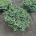 Picea omorika 'Pimoko' m.kl.                    60/+