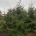 Picea orientalis 'Aureospicata' dr.kl.                 400-450