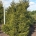 Picea orientalis 'Early Gold' dr.kl.                 300-350
