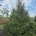 Picea orientalis 'Early Gold' dr.kl.                 400-450