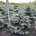 Picea pungens 'Montgomery' dr.kl.                  125-150
