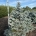 Picea pungens 'Montgomery' dr.kl.                  175-200