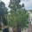 Pinus cembra C130                 200-225