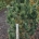 Pinus cembra 'Compacta Glauca' m.kl.                  125-150