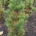 Pinus cembra 'Stricta' m.kl.                    50-60