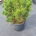 Pinus heldreichii 'Compact Gem' C30                     70-80
