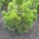 Pinus heldreichii 'Compact Gem' m.kl.                    40-50