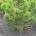 Pinus heldreichii 'Compact Gem' m.kl.                    50-60