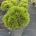 Pinus heldreichii 'Smidtii' C10                     25-30