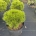 Pinus heldreichii 'Smidtii' C7,5                    20-25