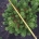 Pinus mugo 'Gnom' m.kl.                    40-50