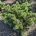 Pinus mugo 'Humpy' m.kl.                    30-40