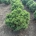 Pinus mugo 'Mops' m.kl.                    30-40