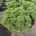 Pinus mugo 'Mops' m.kl.                    45-50