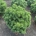 Pinus mugo 'Mops' m.kl.                    50-60