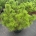 Pinus mugo mugo C12                     50-60