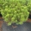 Pinus mugo mugo C23                     60-80