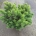 Pinus mugo mugo C30                     80-90