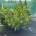 Pinus mugo mugo C50                     60-80