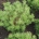 Pinus mugo mugo m.kl.                    50-60