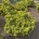 Pinus mugo 'Ophir' m.kl.                    80-90