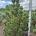 Pinus mugo 'Pal Maleter' m.kl.                  120-140