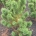 Pinus mugo 'Pal Maleter' m.kl.                    60-80