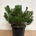 Pinus mugo pumilio C12                     50-55