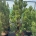 Pinus mugo 'Rigi' C30                   120-140