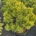 Pinus mugo 'Winter Gold' C18                     50-60