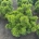 Pinus mugo 'Winter Gold' m.kl.                    45-50