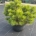 Pinus nigra 'Hornibrookiana' C23                     50-60