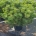 Pinus nigra 'Hornibrookiana' C30                     80-90