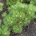 Pinus nigra 'Hornibrookiana' m.kl.                    40-50