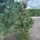 Pinus parv. 'Blue Giant' m.kl.                  150-175