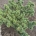 Pinus pumila 'Glauca' m.kl.                  125-150