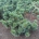 Pinus pumila 'Glauca' m.kl.                    60-80