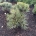 Pinus pumila 'Globe' m.kl.                    25-30